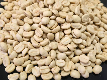 乾燥を終えたコーヒー豆とLED栽培について🔦