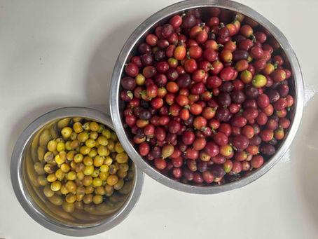 収穫しました！