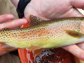 IDFG: Redband trout and nonnative trout in the Wood River Basin