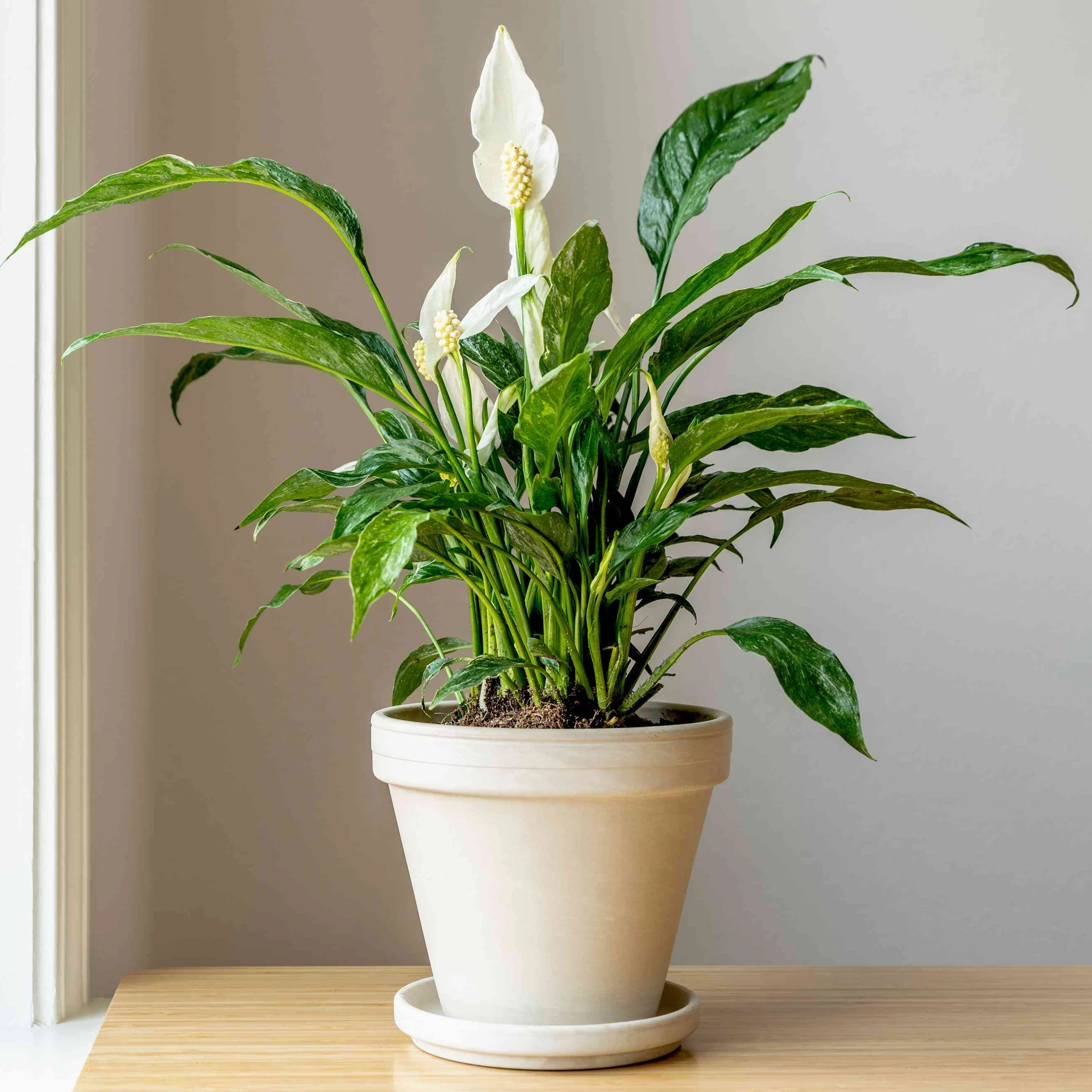 Close-up of a Peace Lily in full bloom, showing its beautiful white flowers and green leaves, naturally humidifying the air and purifying it by absorbing harmful chemicals, perfect for wintertime indoor air quality