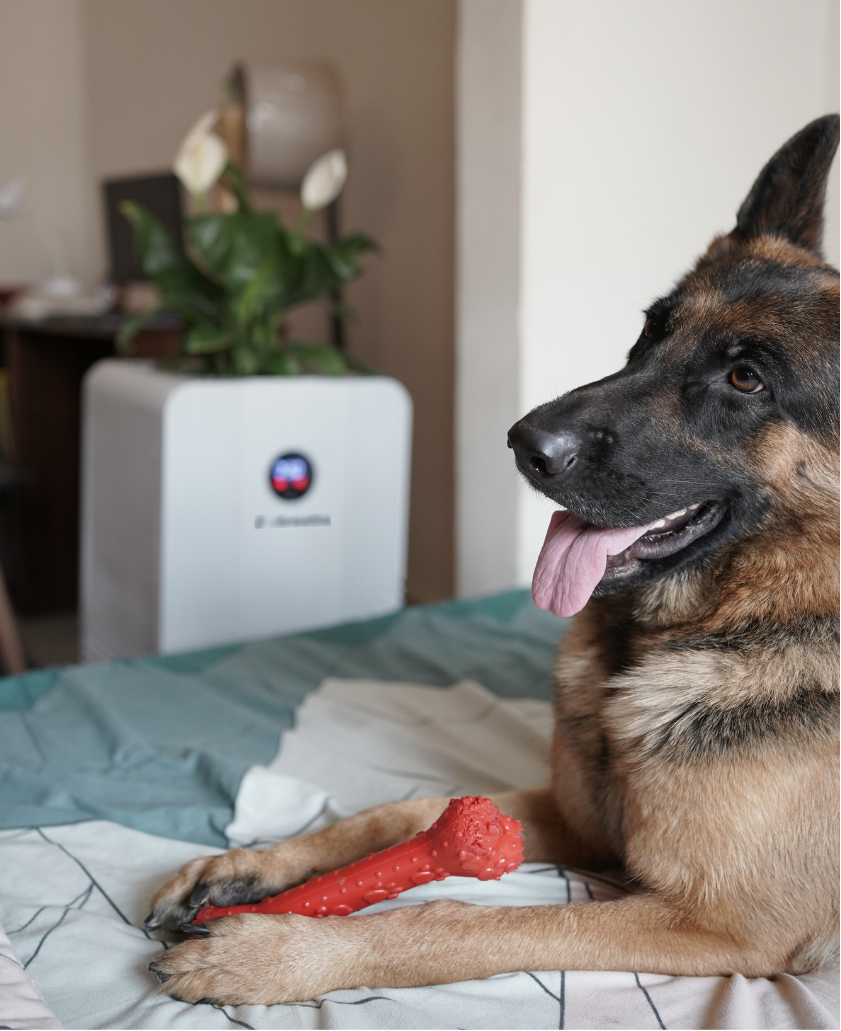 Thumbnail: Air purifier for pets
