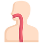 esophagus.png
