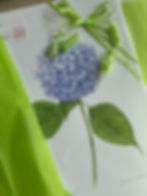 Hydrangea