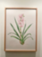 Cymbidium