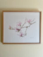 Magnolia