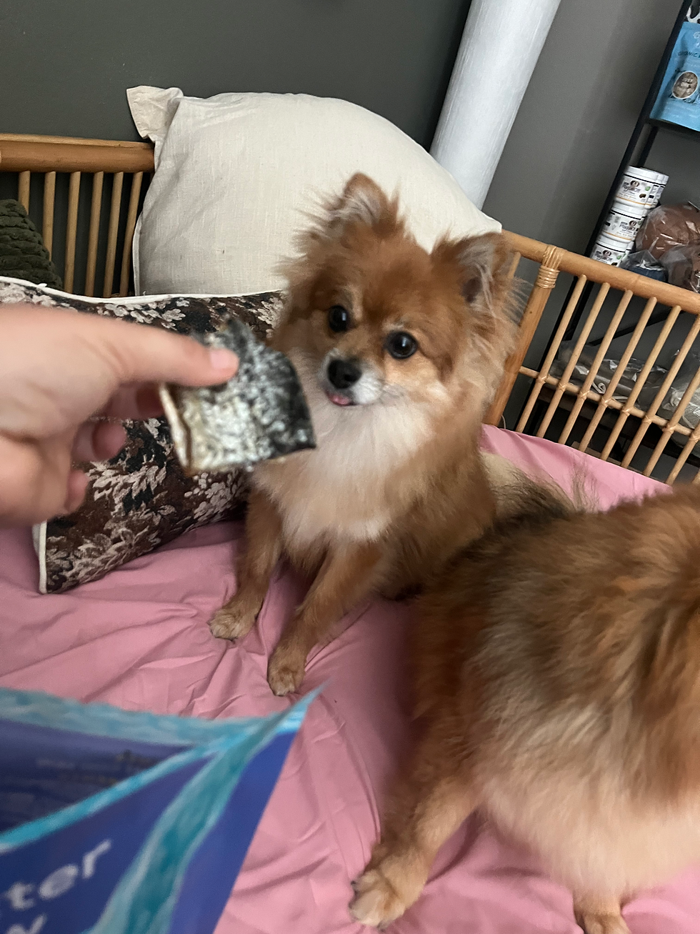 Why Does My Dog Follow Me Everywhere? 7 Reasons Your Dog Is Your Little Shadow