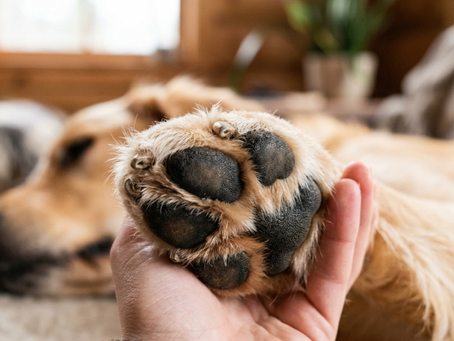 Why Is My Dog Licking Their Paws? Understanding Paw Irritation, Yeast, and Fungal Issues