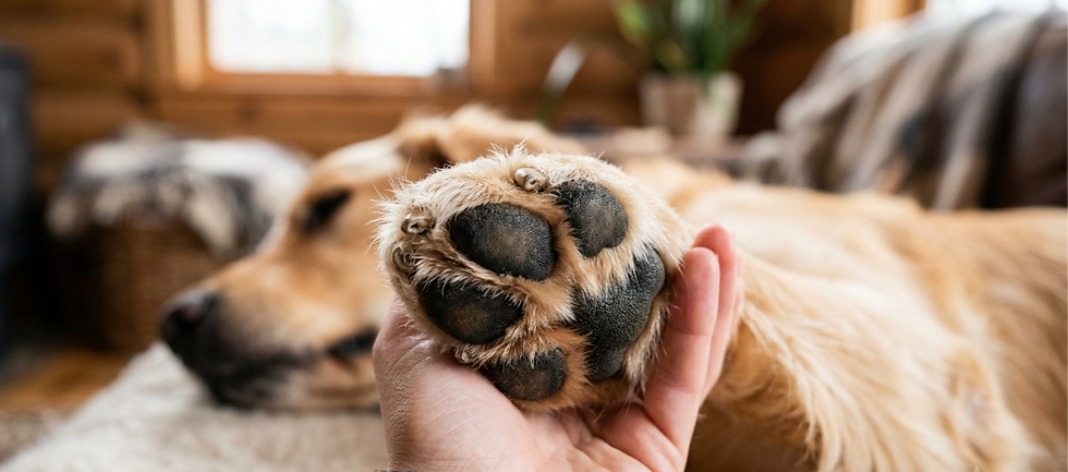 Why Is My Dog Licking Their Paws? Understanding Paw Irritation, Yeast, and Fungal Issues