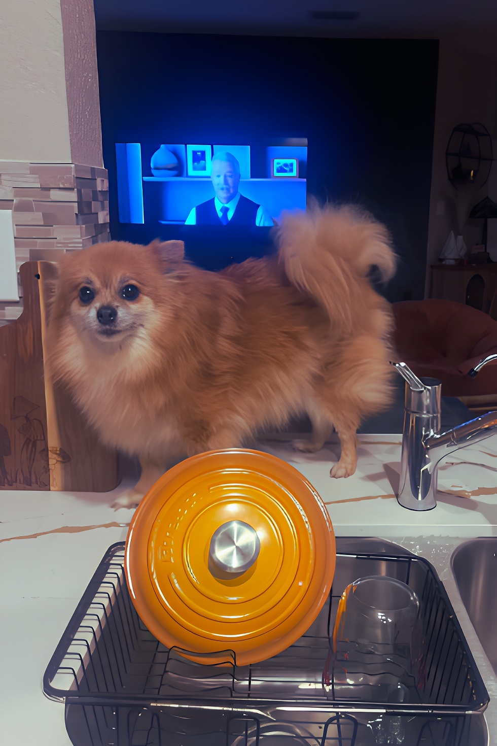 Mozzi reminding us that one quick jump on the counter can turn into a whole lot of curiosity⦠and a good reminder that not everything within reach is safe for our pups.