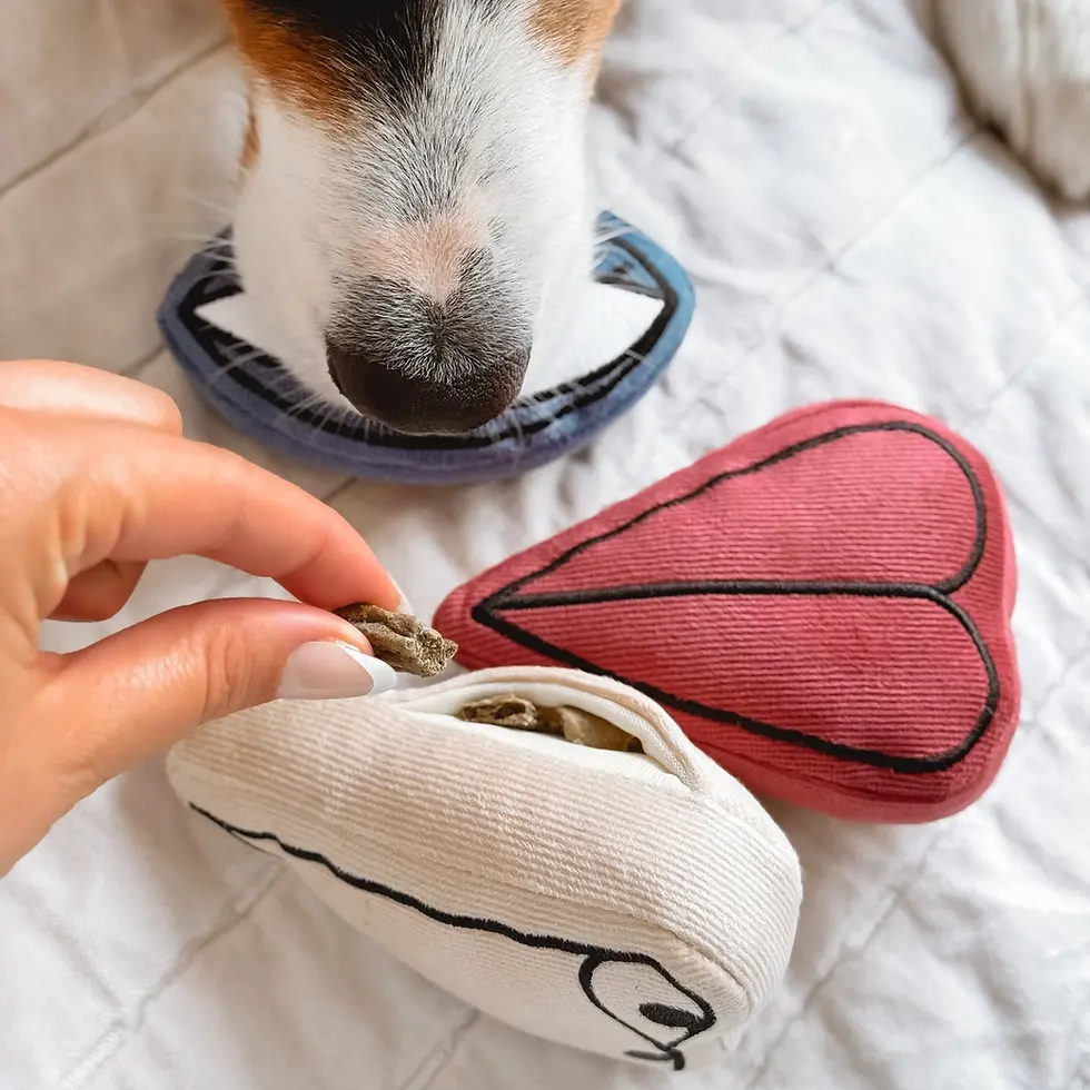 Why Does My Dog Keep Stealing My Stuff? (And How to Stop It)