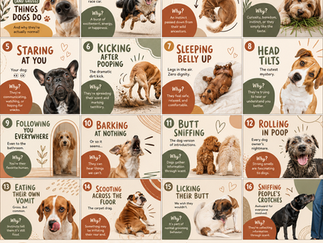 15 Weird (and Gross) Things Dogs Do Explained