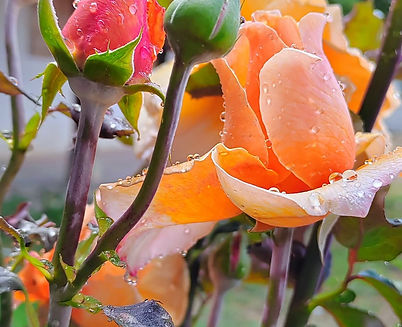 vegetabales casa kanoj restaurant guatemala quiche