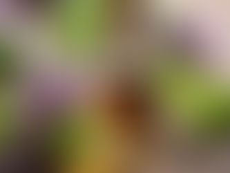 A glass bottle of Patchouli Essential Oil and flowers and green leaves of Patchouli Plant.