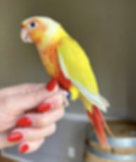 Green Cheek Conure Babies