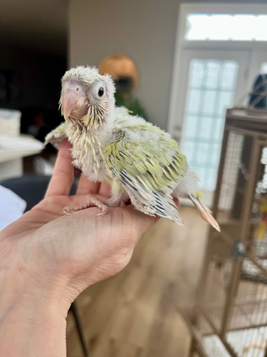 Craigslist Exotic Bird For Sale Near Me Buy Lovebird Bird Online