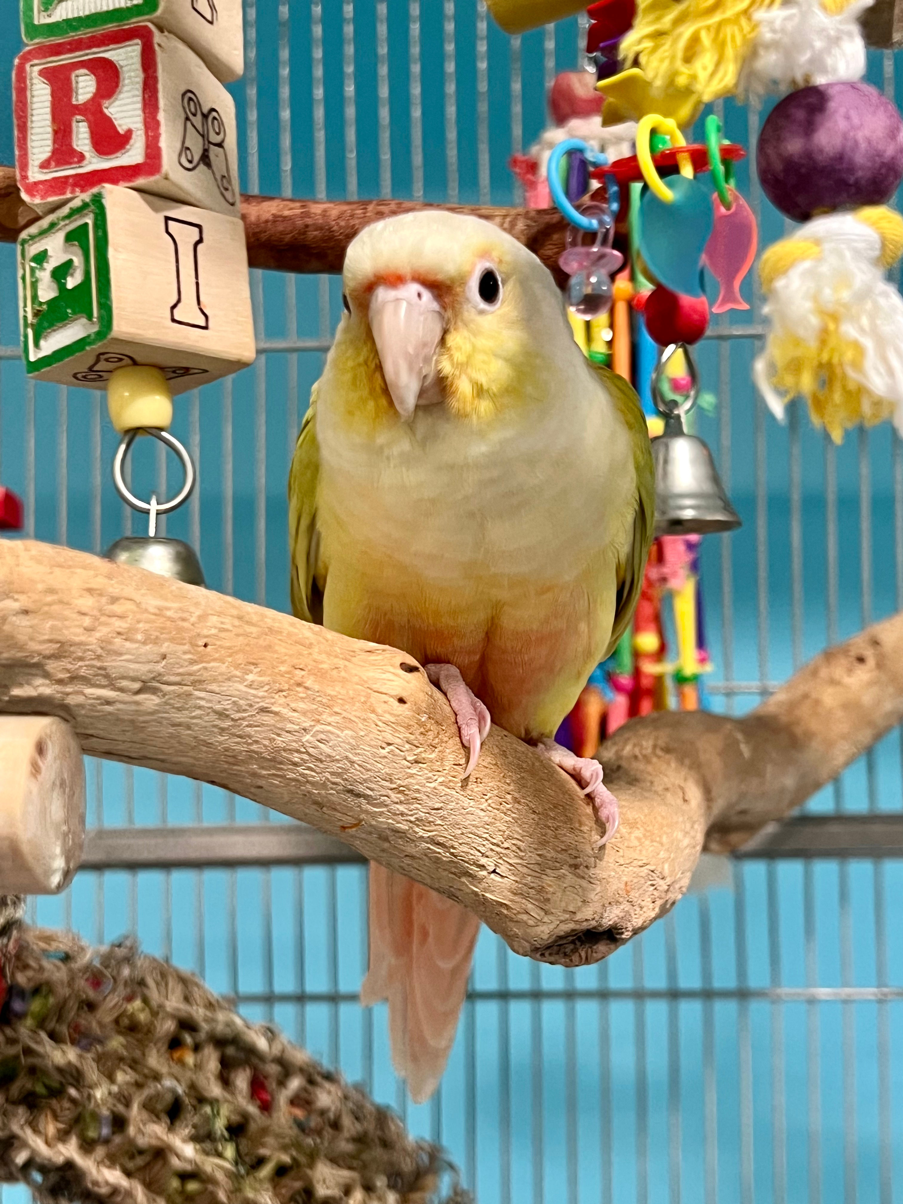 Mooncheek Green Cheek Conure 