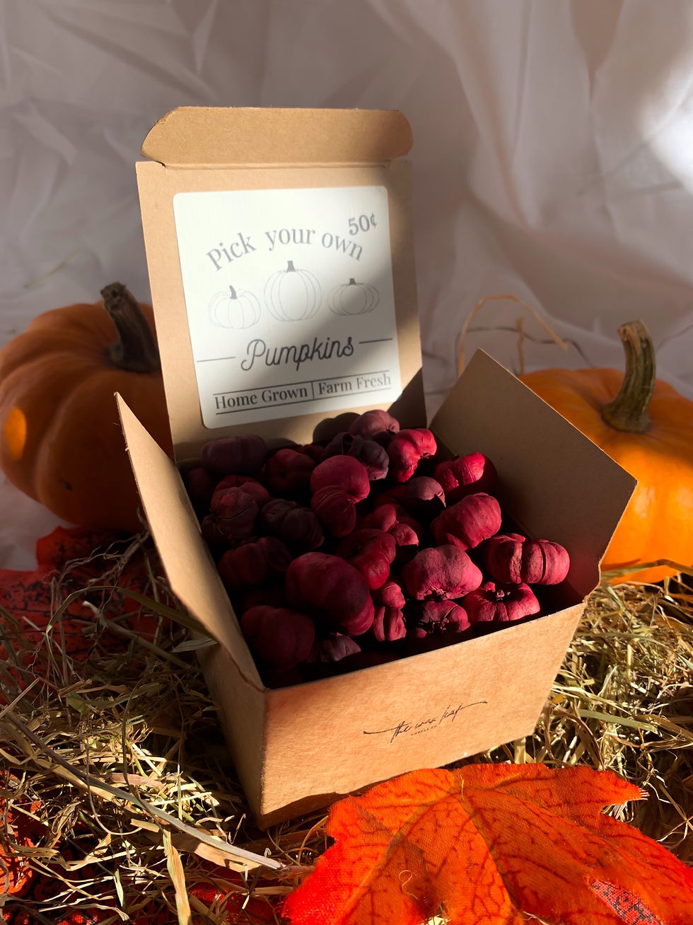 Mininature Putka pumpkins Mulberry Red