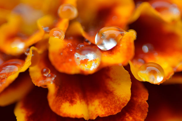 Marigold Petals, Marigold with Rain Droplets, Flower with water droplets.jpg