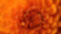 Marigold.jpg