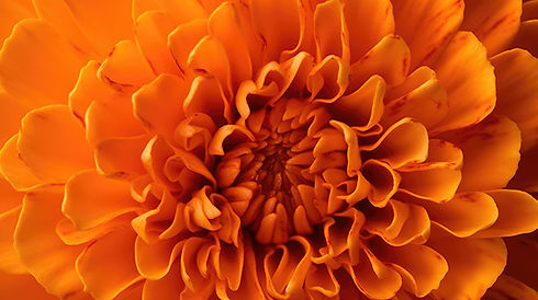 Marigold.jpg