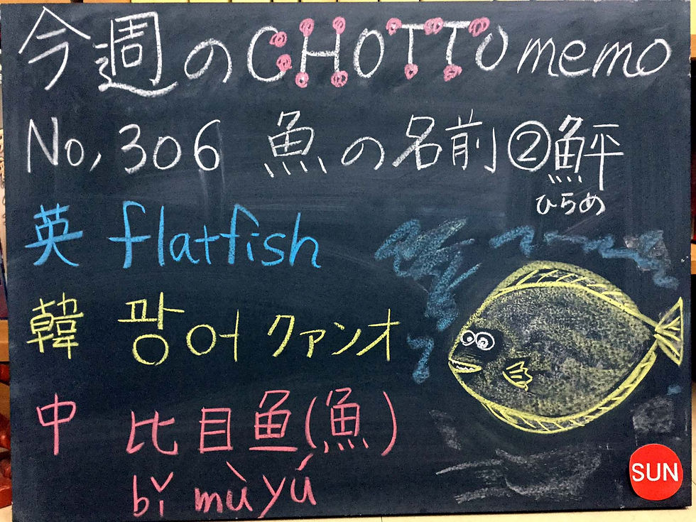 306ヒラメ