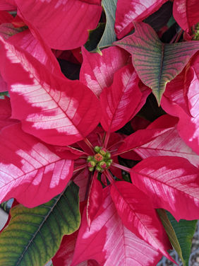 Pink and Red Poinsettia