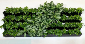 Living plant wall with philodendron and aglaeonema plants in office building
