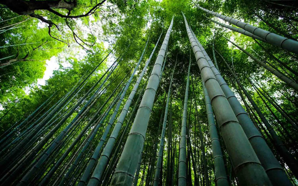 Bamboo, The Prehistoric Weed of the Future