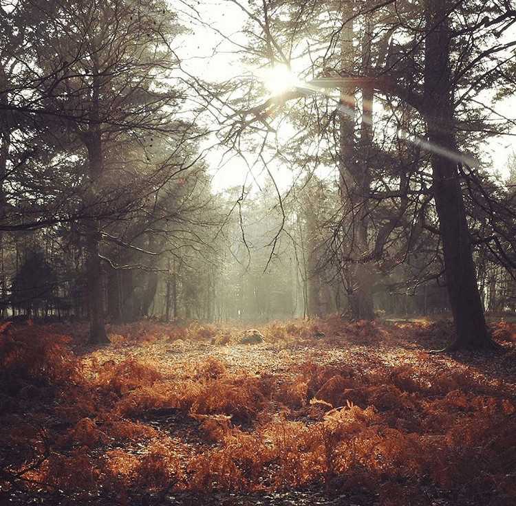 Photo of the New Forest