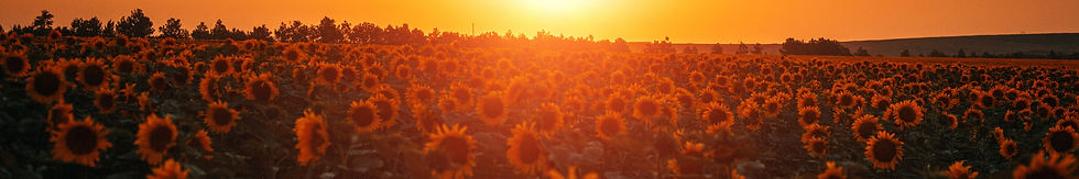 Sunflower Oil Banner 3.jpg