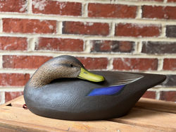 Blackduck Drake