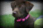 Zoey