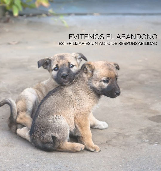 evitemos el abandono (2).png