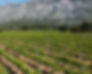 Planet of the Grapes Provence_edited.jpg