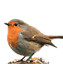 Robin eating birdseed