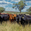 Thumbnail: All Purpose Beef Pellets