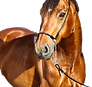 Brown farm horse with bridle