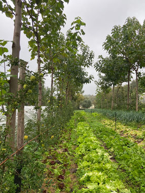 Time to Talk About Carbon Markets – proč se Climate Farmers rozhodli vystoupit z trhu s uhlíkovými kredity