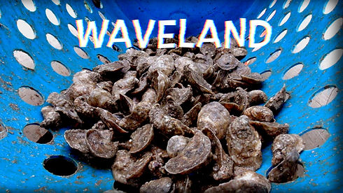 Waveland.jpg