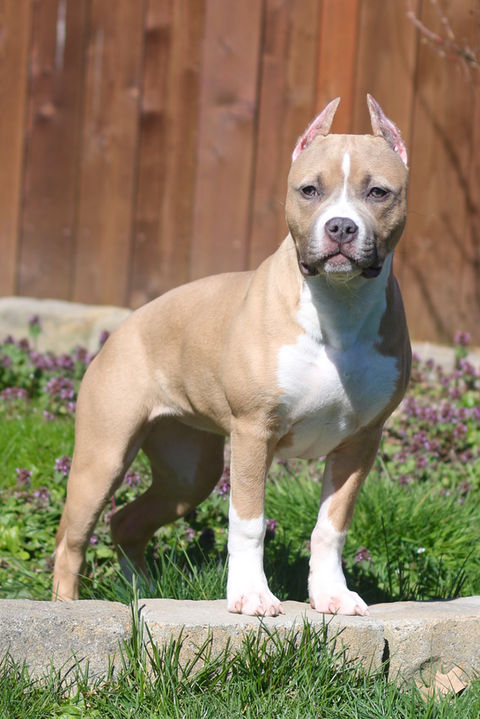 Best Blue Fawn Pitbull Puppy