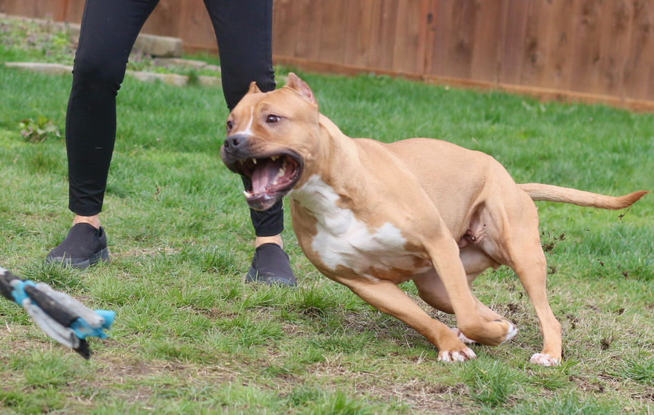 Pit Bull Breeders in the PNW
