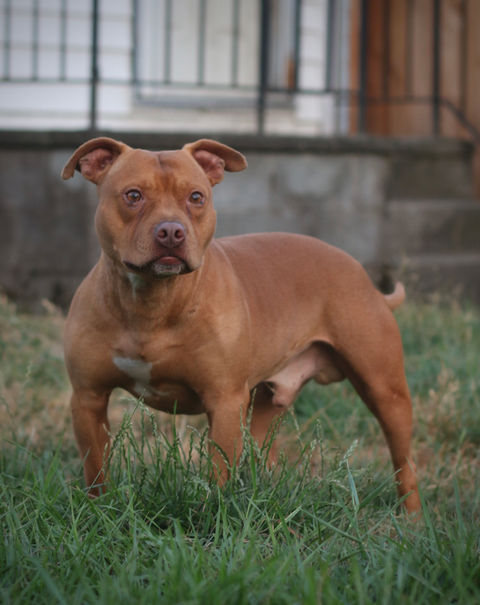 Rednose Pitbull Breeder