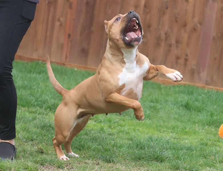 Pit Bull Breeders near me