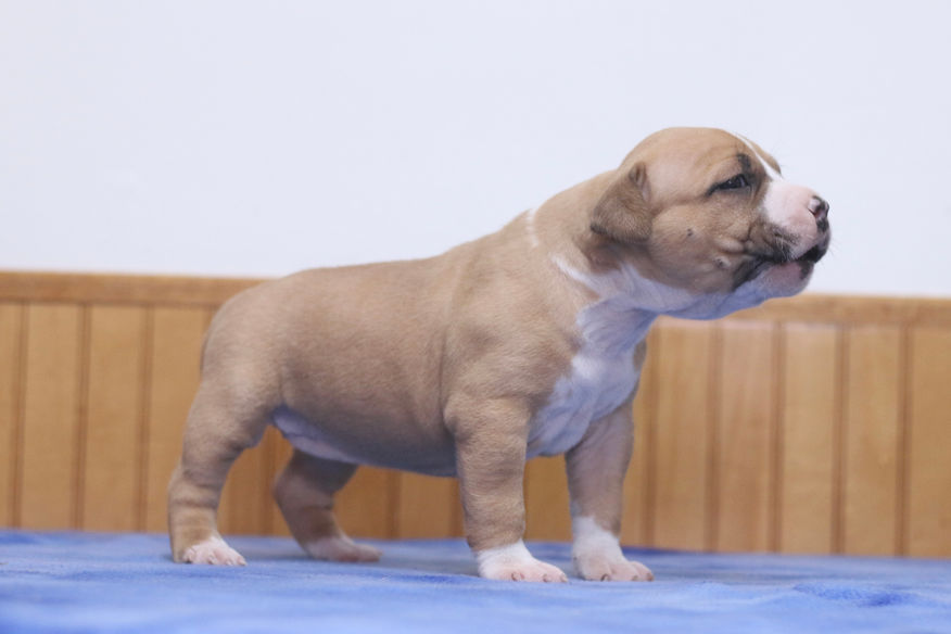 Pitbull Puppy