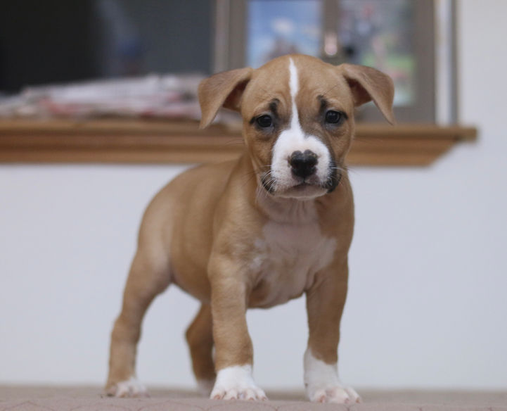 APBT Breeders Near Me