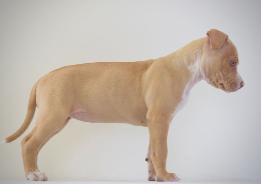 Rednose pitbull Puppy