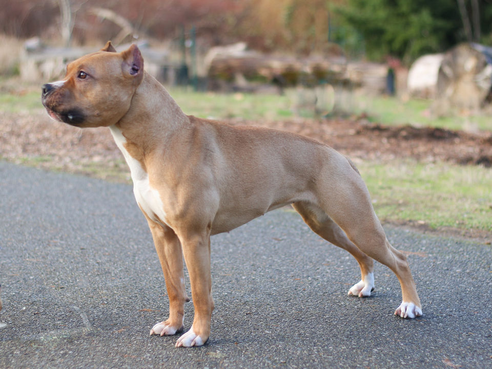 UKC Champion Pit Bull