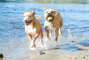 pitbulls