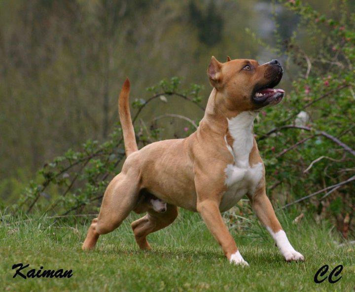 Best Pitbull Breeder in the World