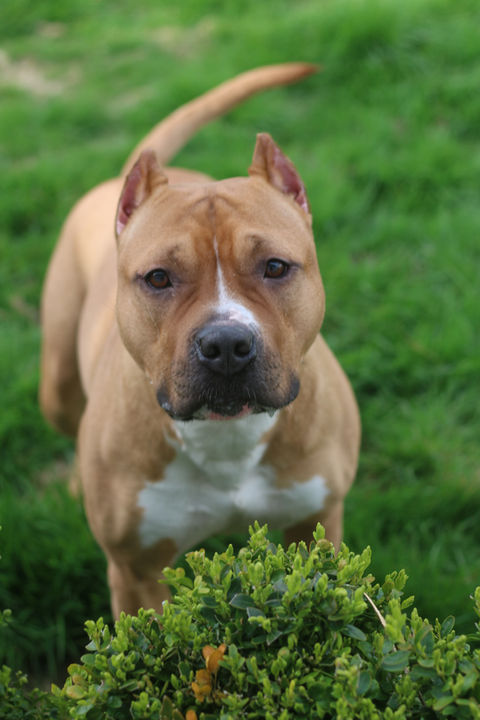 Champion Pitbull